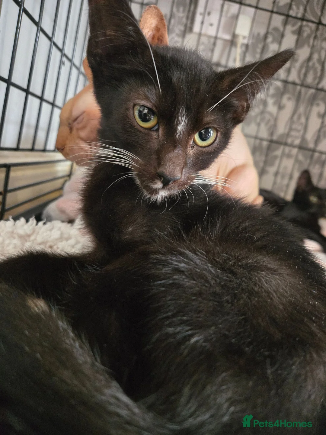 Mixed Breed cats for sale: Sphynx Lykoi kittens  - Advert 8