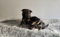 Mixed Breed dogs for sale: German Shepherd cross American bulldog puppies - Image 10