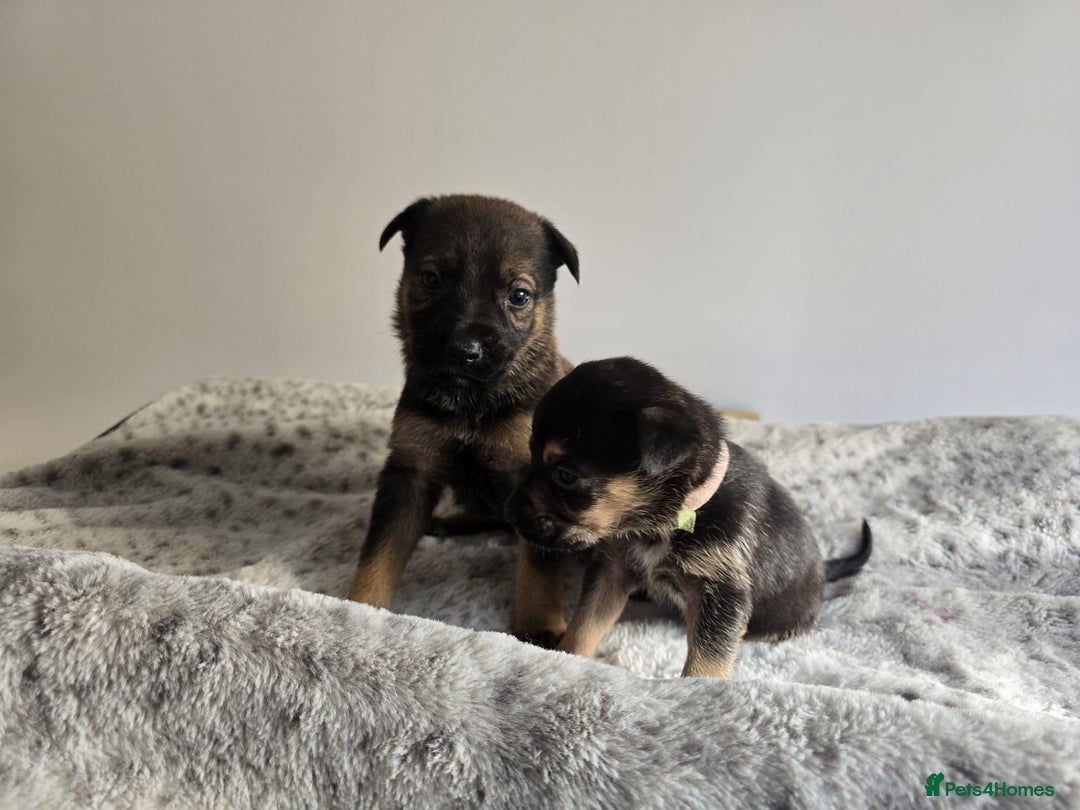 Mixed Breed dogs for sale: German Shepherd cross American bulldog puppies - Image 10