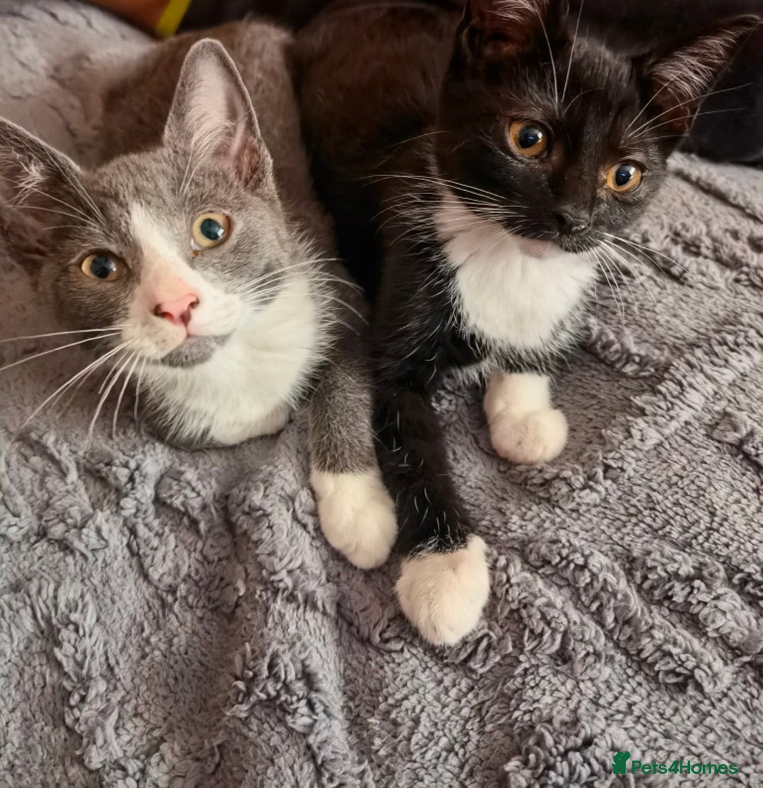 Mixed Breed cats for sale: playful lovely kittens grey torti black girls boys - Image 16