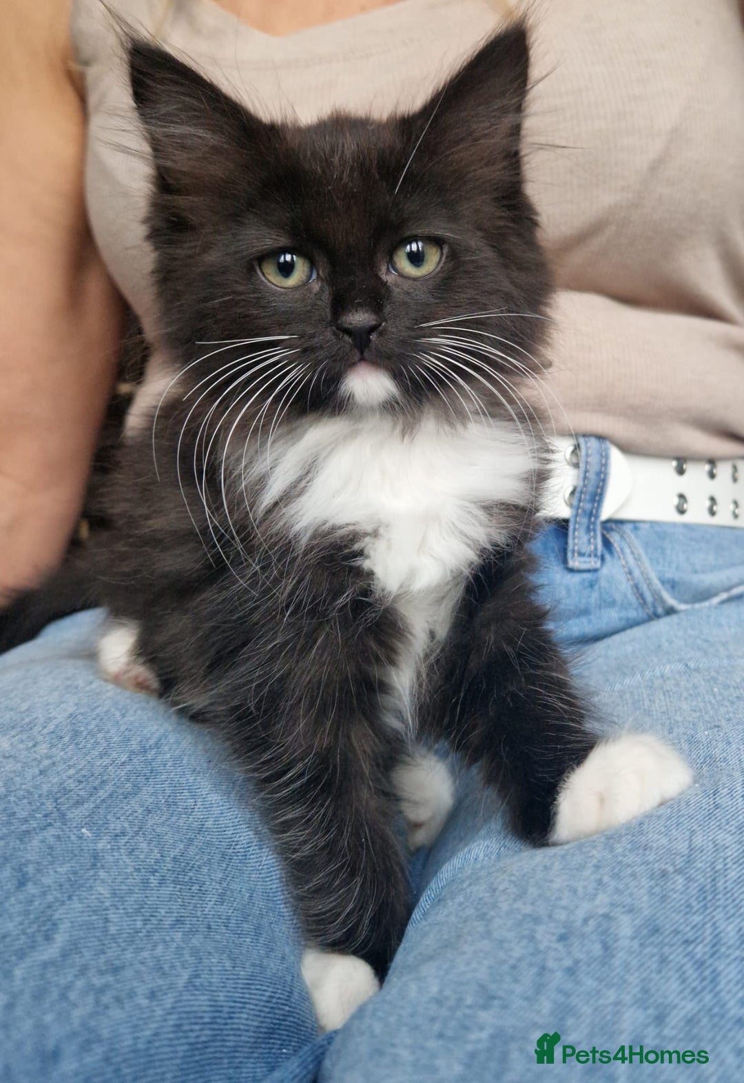 Ragdoll cats for sale: 6 CROSS RAGDOLL KITTENS WAITING FOR A LOVING HOME - Image 17