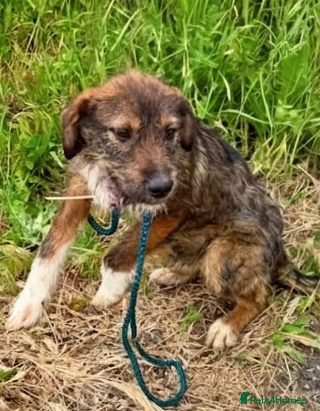 Mixed Breed dogs for adoption: Jordy – 6‑Month‑Old Small/Medium Pup  - Advert 2