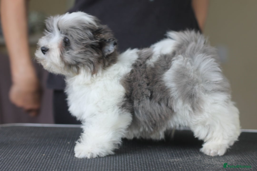 Yorkshire Terrier dogs for sale: Rare Colourful Pedigree Yorkies Certified Breeder - Image 5