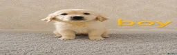 Golden Retriever dogs for sale: Beautiful Golden Retriever puppies  - Advert 9