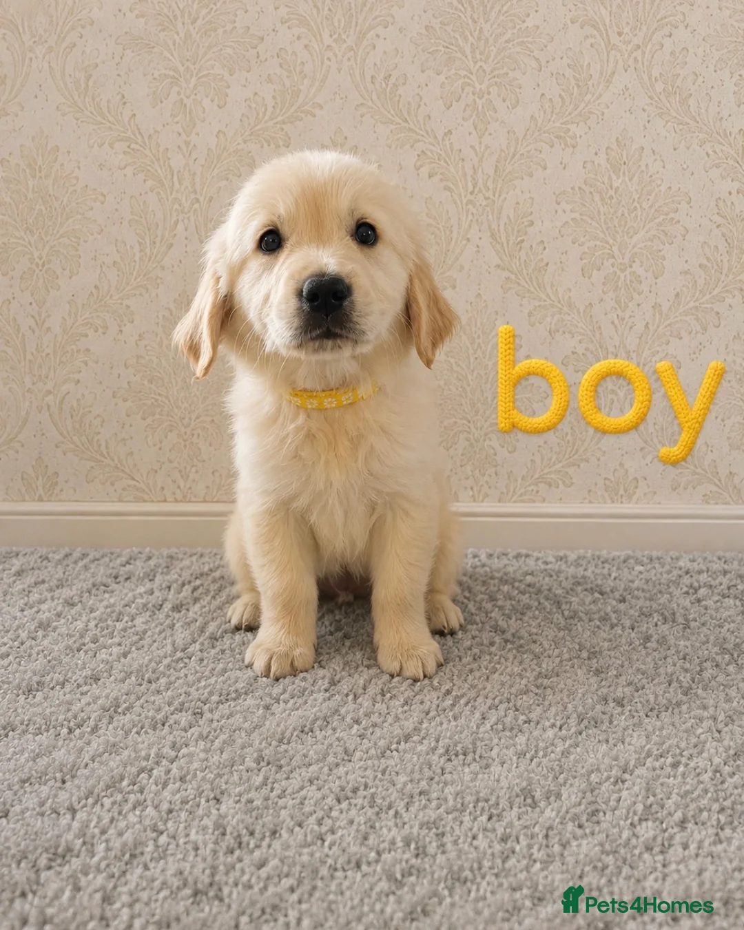 Golden Retriever dogs for sale: Beautiful Golden Retriever puppies  - Advert 9