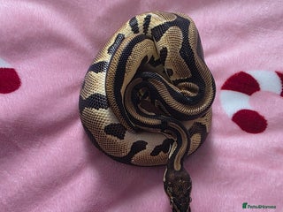 Snake reptiles Yellow belly female royal python - Advert 7