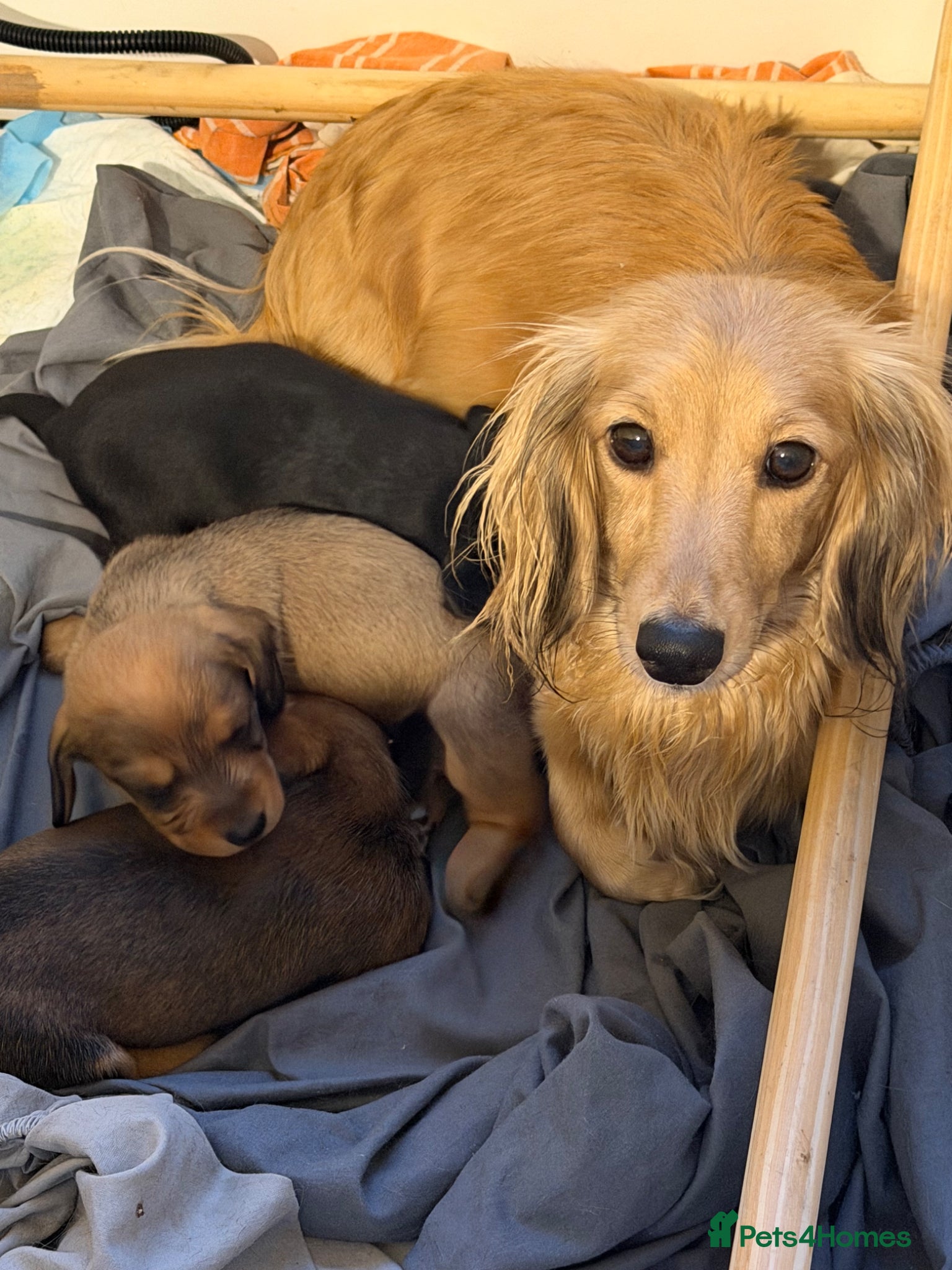 Miniature Dachshund dogs Long haired miniature dachshunds - Advert 1