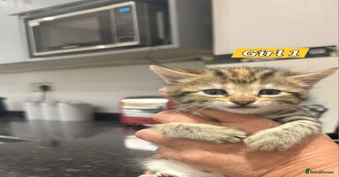 Bengal cats - Advert 16