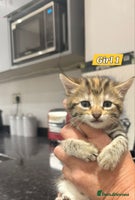 Bengal cats - Advert 15