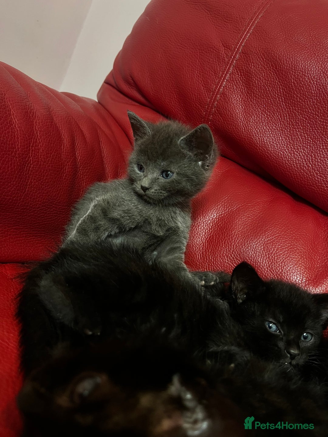 British Shorthair cats for sale: Cute kittens looking for new home. - Image 7