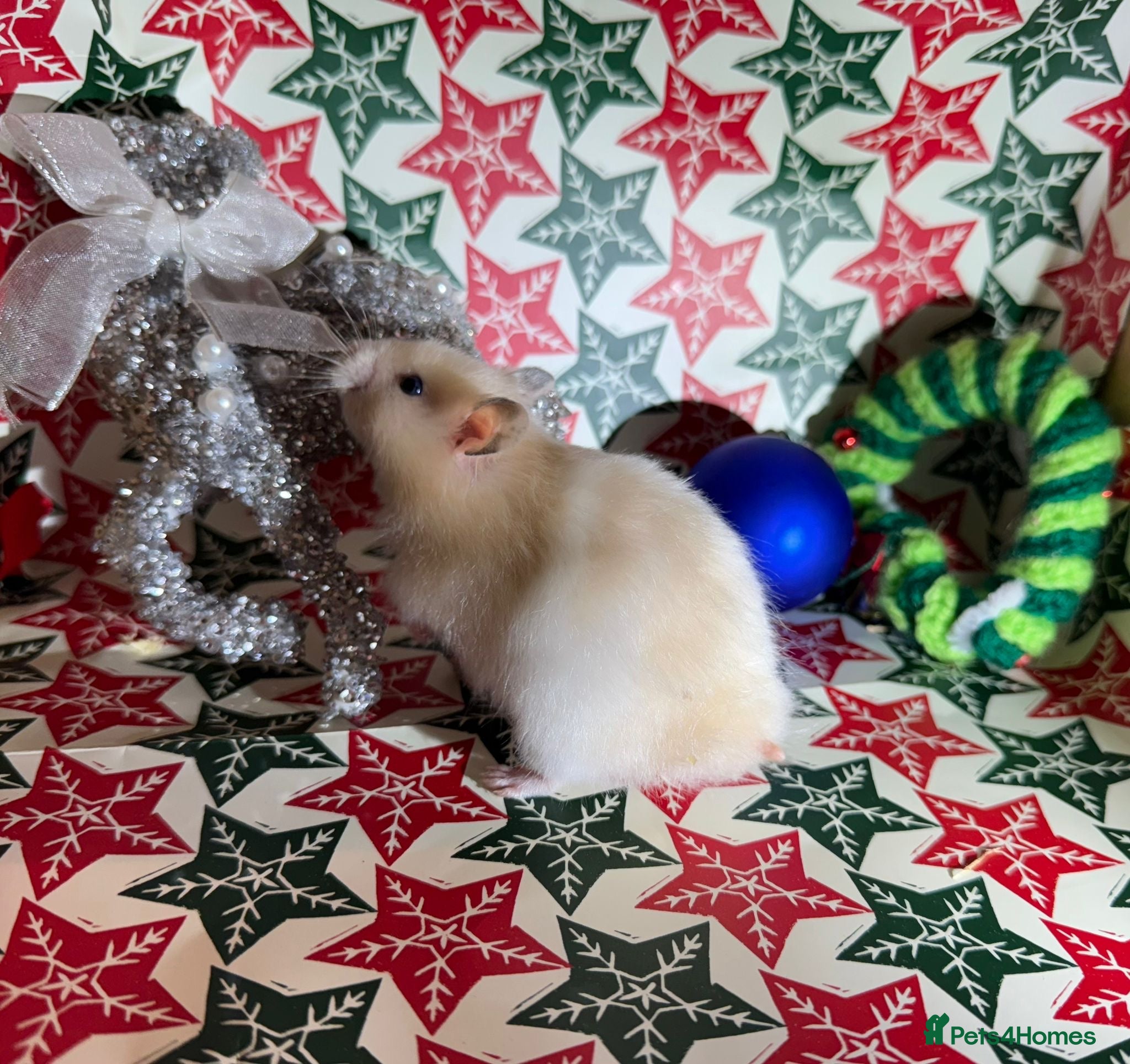 Hamster rodents Baby hamsters for sale - Advert 16