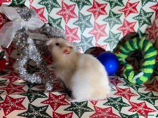 Hamster rodents Baby hamsters for sale - Advert 8