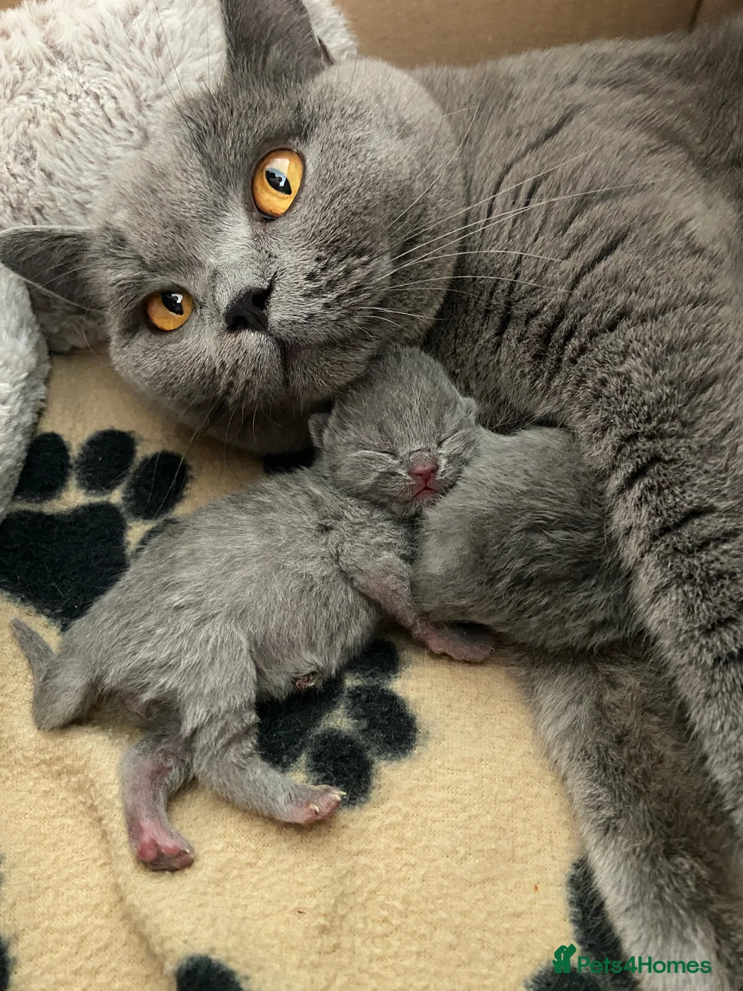 British Shorthair cats for sale: GCCF registered British shorthair kittens  - Advert 11