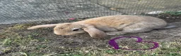 Mixed Breed rabbits for sale: 5 bunnies .3 Boys and 2 girls . - Advert 2