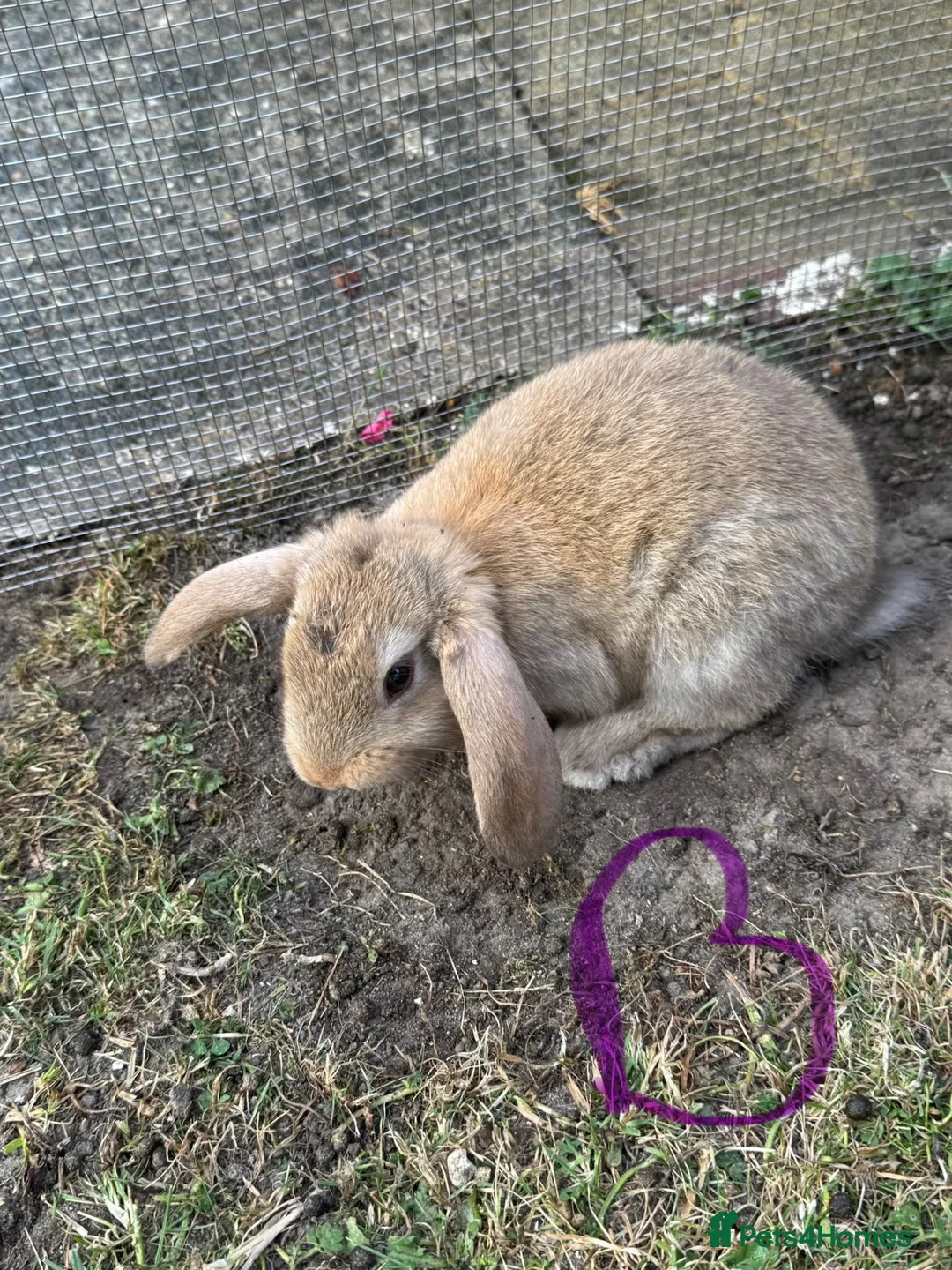 Mixed Breed rabbits for sale: 5 bunnies .3 Boys and 2 girls . - Advert 2