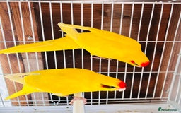 Parakeets birds for sale: Breeding pair buttercup Kakrikis  - Image 5
