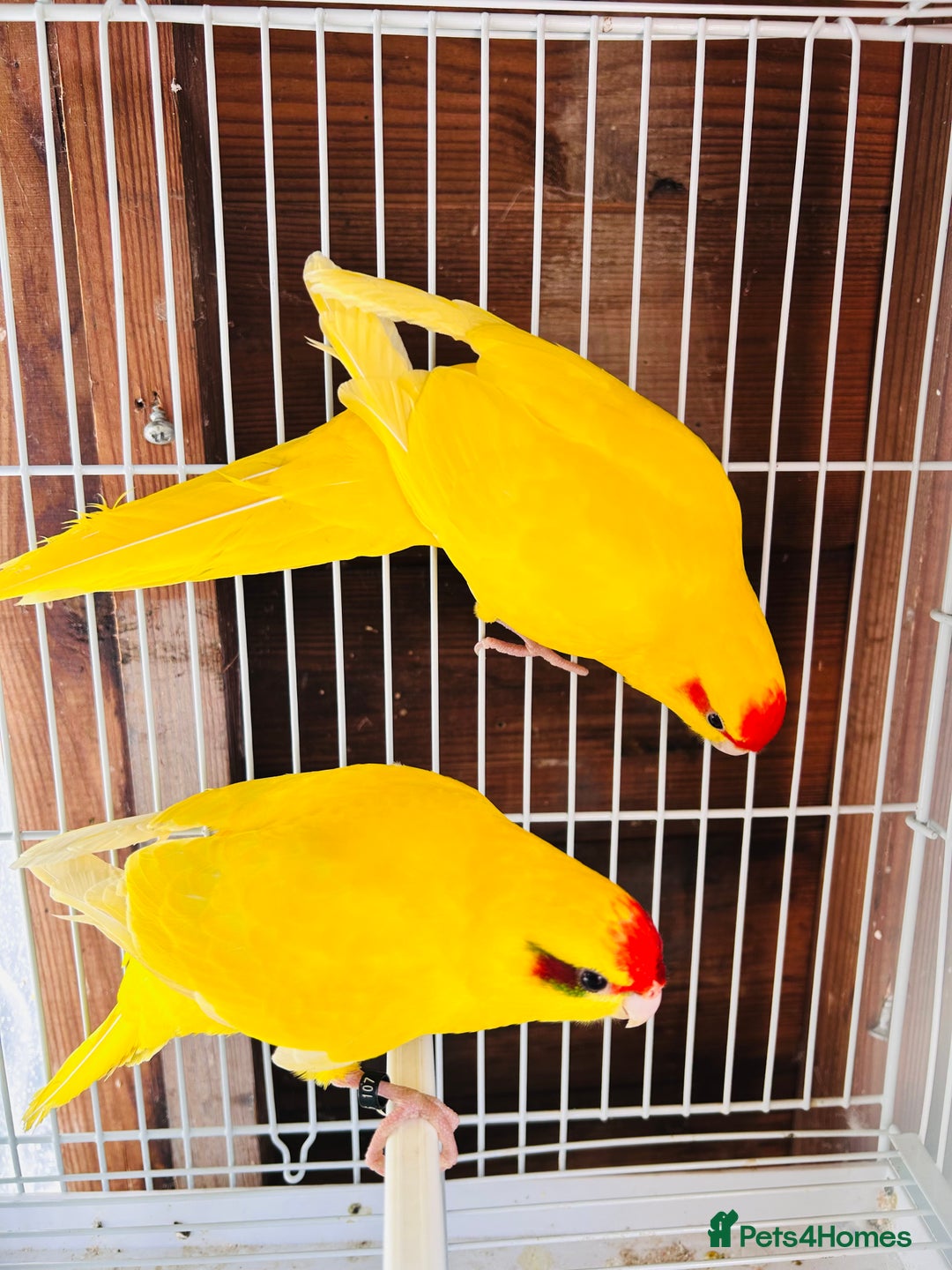 Parakeets birds for sale: Breeding pair buttercup Kakrikis  - Image 5