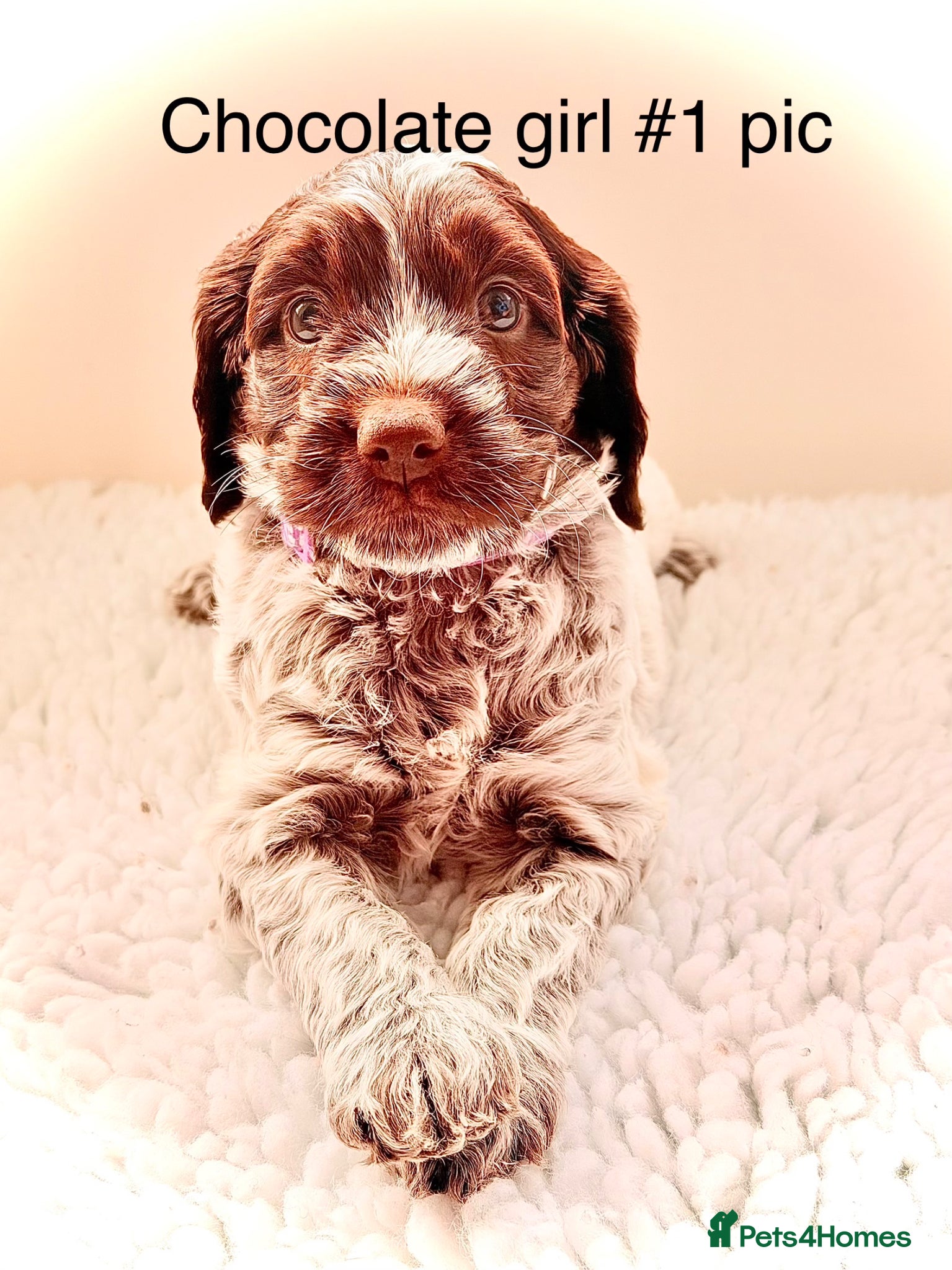 Cockapoo dogs F1 show type Cockapoos from health tested parents  - Advert 6