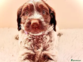 Cockapoo dogs F1 show type Cockapoos from health tested parents - Advert 6