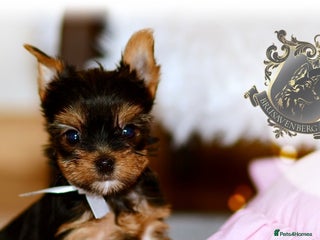 Yorkshire Terrier dogs - Advert 1