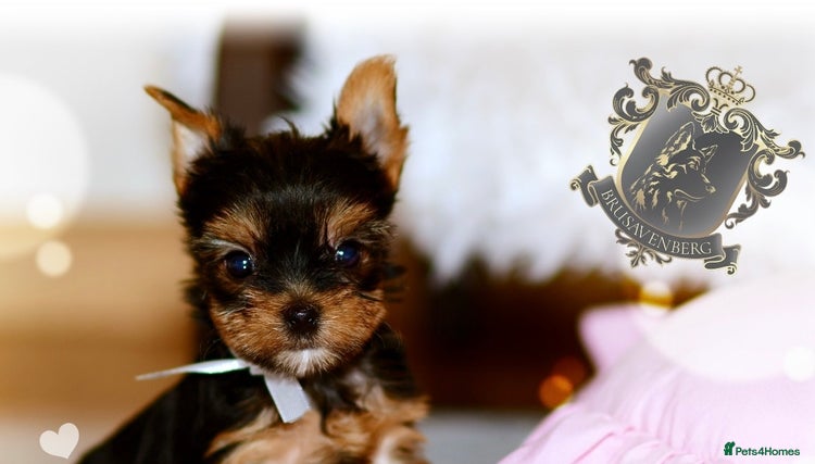 Yorkshire Terrier dogs - Advert 1