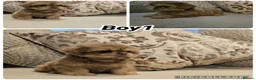 Shih Tzu dogs for sale: 3 Gorgeous boys ready now  - Advert 6