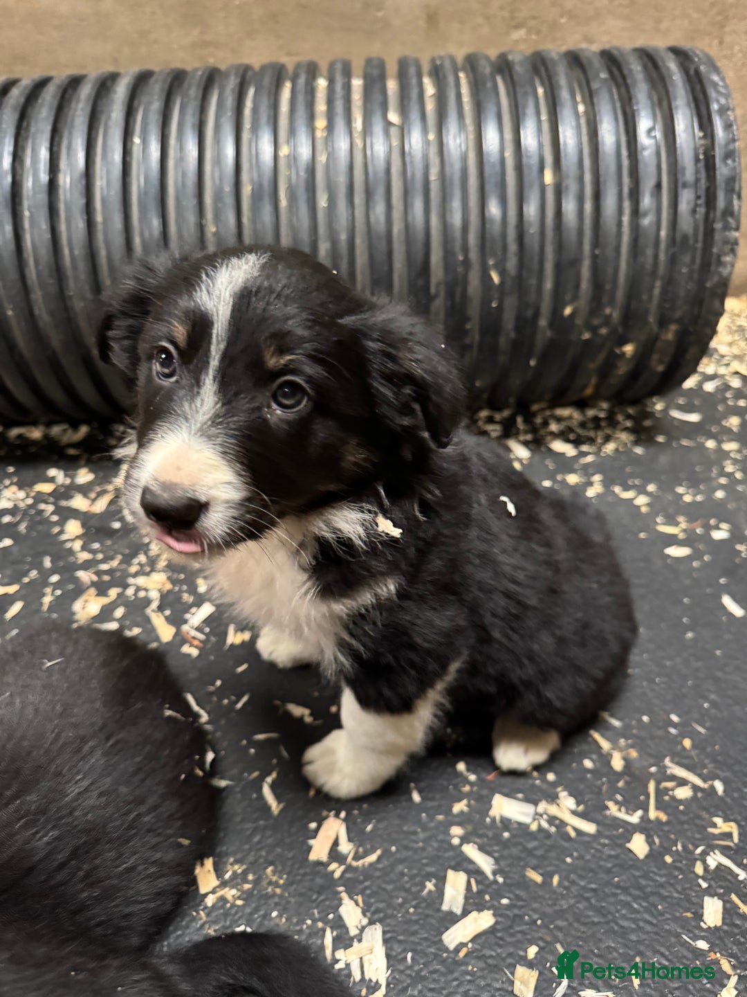 Border Collie dogs for sale: Bouncing border collies - Advert 15