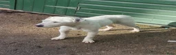 Jack Russell dogs for stud: 2x jack russell for stud in Doncaster - Advert 10