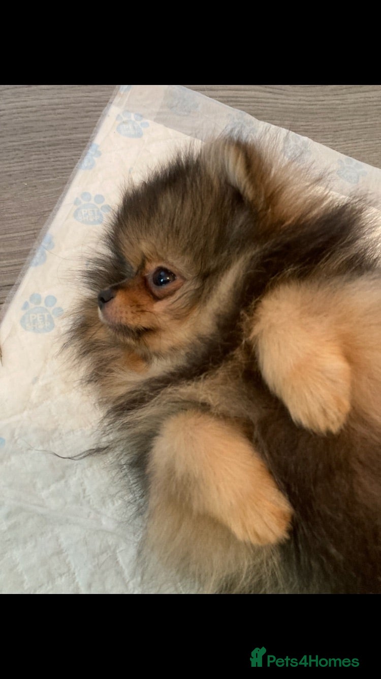 Pomeranian dogs Beautiful extra small Pomeranian puppies  - Advert 2