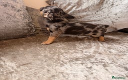 Chihuahua dogs for sale: Stunning black female and black Merle boy  - Image 2