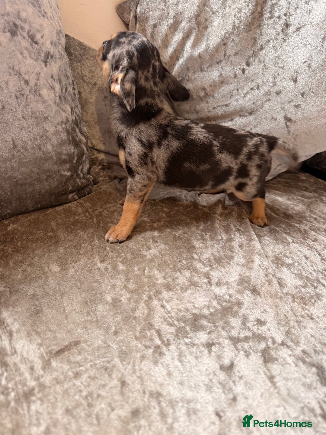 Chihuahua dogs for sale: Stunning black female and black Merle boy  - Image 2