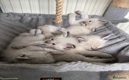 Ragdoll cats for sale: Beautiful Rag doll kittens for sale  - Image 1