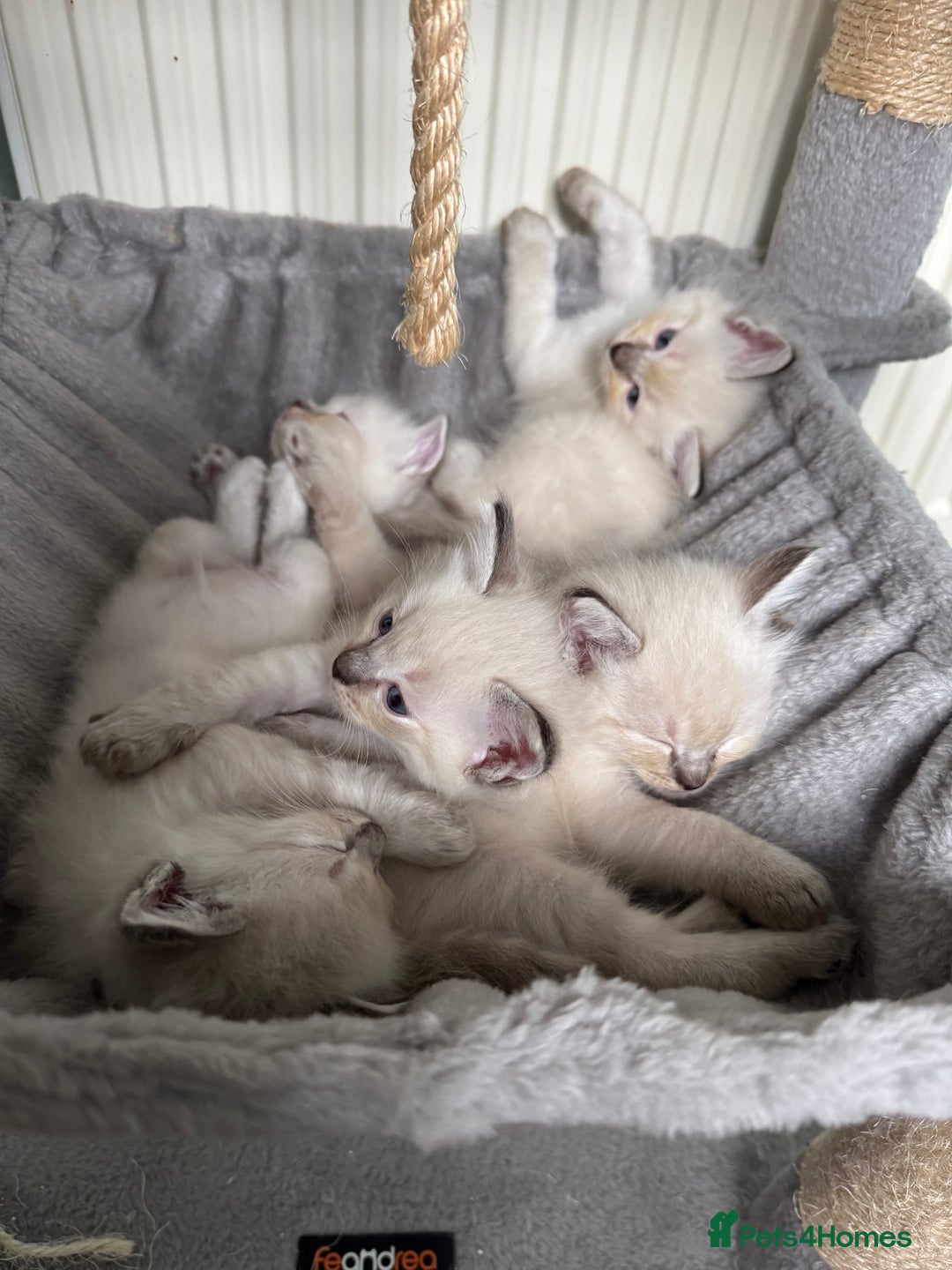 Ragdoll cats for sale: Beautiful Rag doll kittens for sale  - Image 1