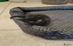 Mixed Breed cats for sale: Stunning home raised kittens  - Advert 4