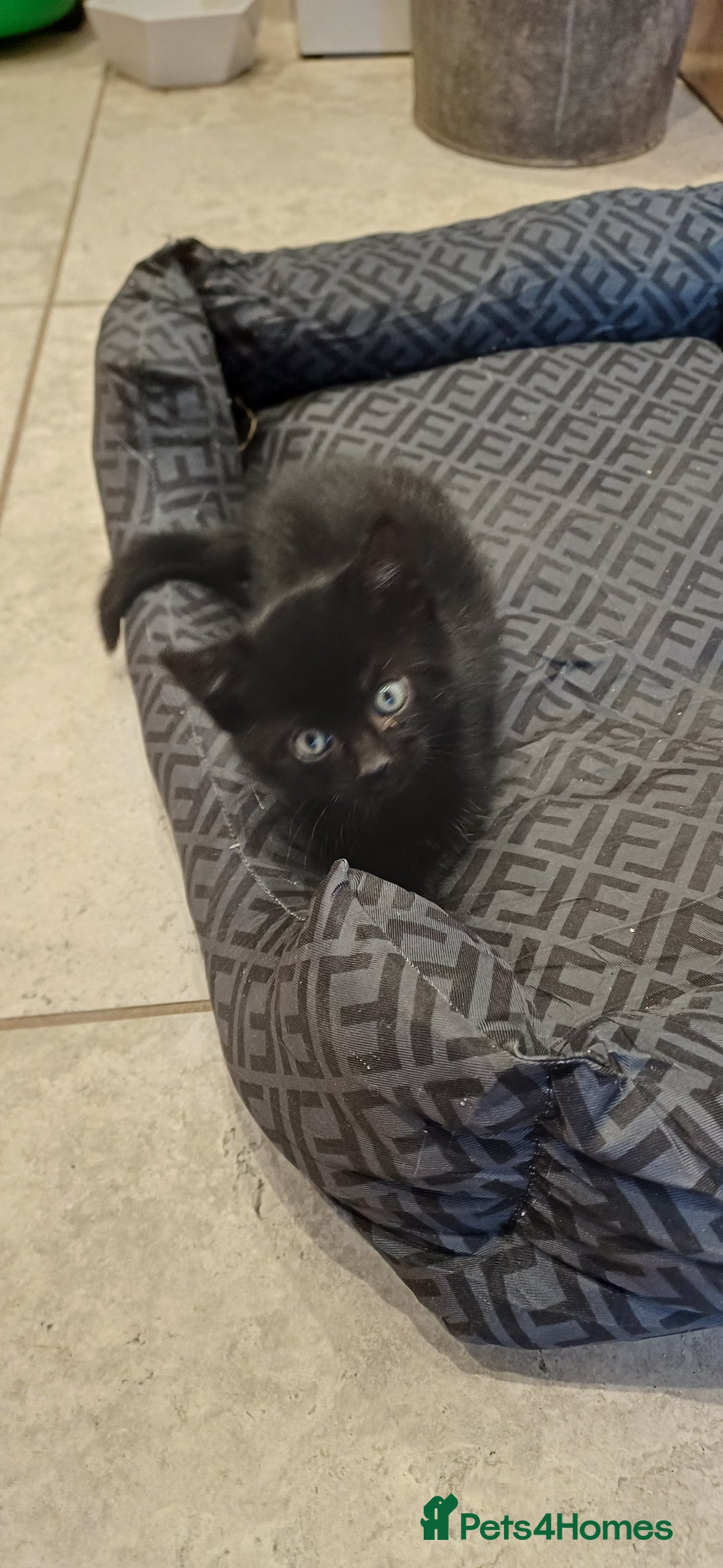 Mixed Breed cats for sale: Stunning home raised kittens  - Advert 4