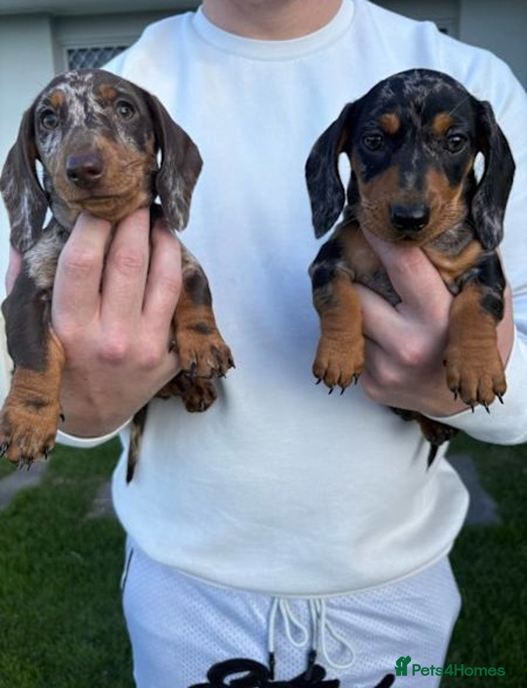Miniature Dachshund dogs for sale: Purebred mini doxies dapples shorthair - Image 2