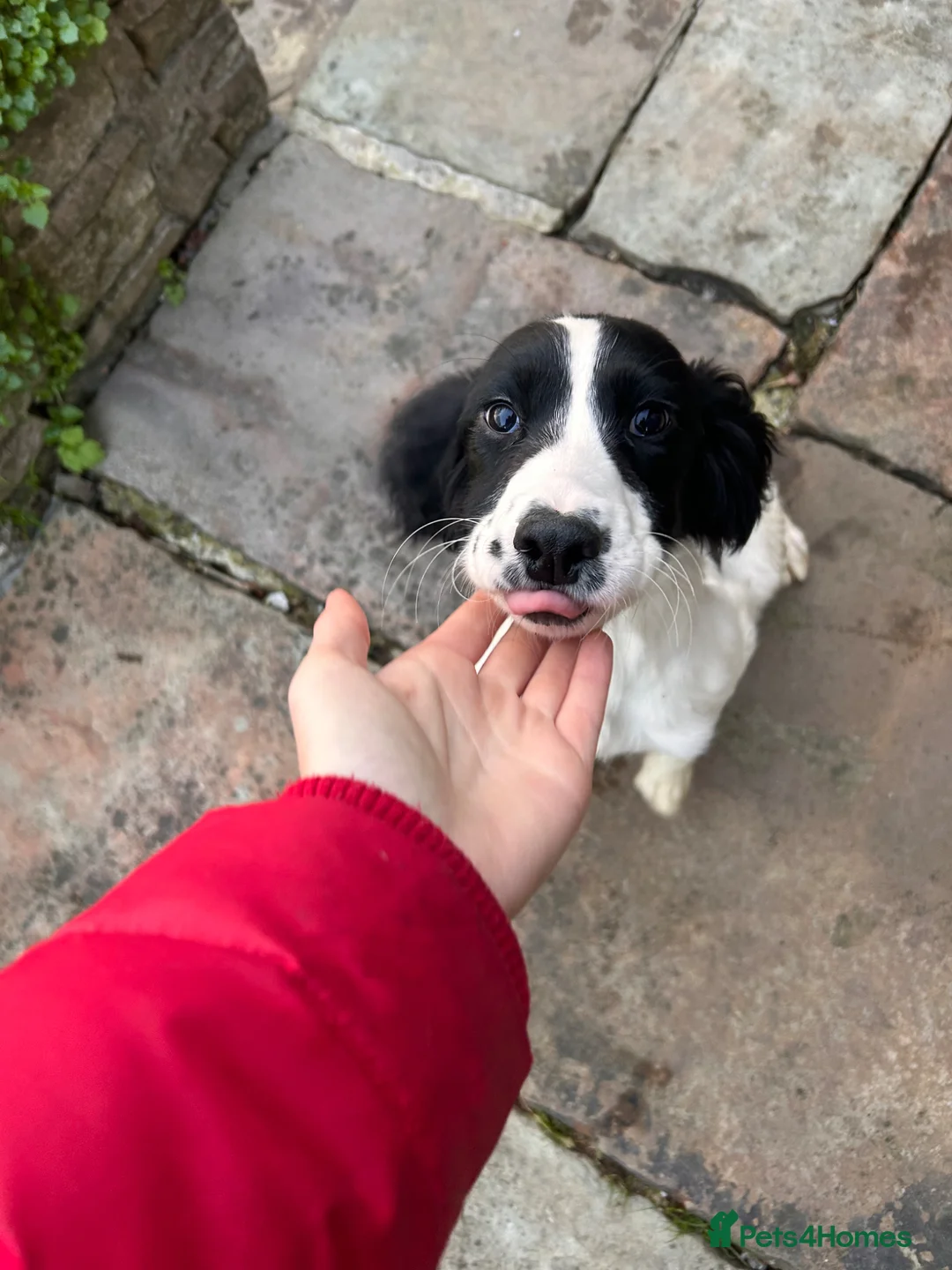 English Springer Spaniel dogs for sale: Springer Spaniel Bitch - Advert 1