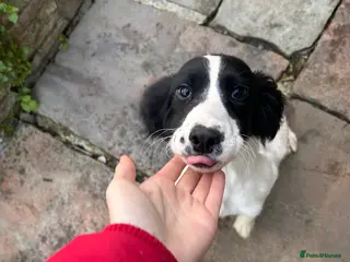 English Springer Spaniel dogs Springer Spaniel Bitch - Advert 14