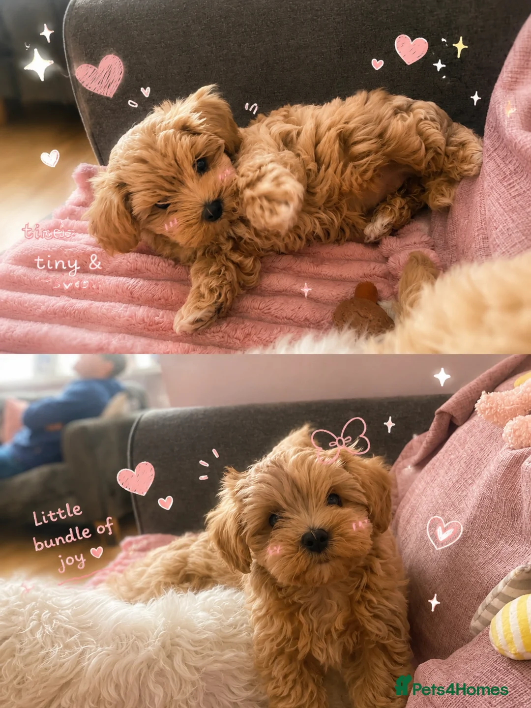 Maltipoo dogs for sale: Tiny Asian poodle/Korean Maltipoos *ready now* - Advert 2