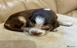 Cocker Spaniel dogs for sale: 4⭐️Licensed KC Reg English Show Cocker Spaniel - Image 9