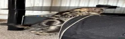 Bengal cats for sale: Cross bengal kitten  - Advert 4