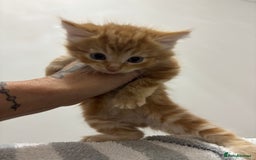 Maine Coon cats for sale: Unique 1/2 Maine Coone Kittens x 4  - Image 5