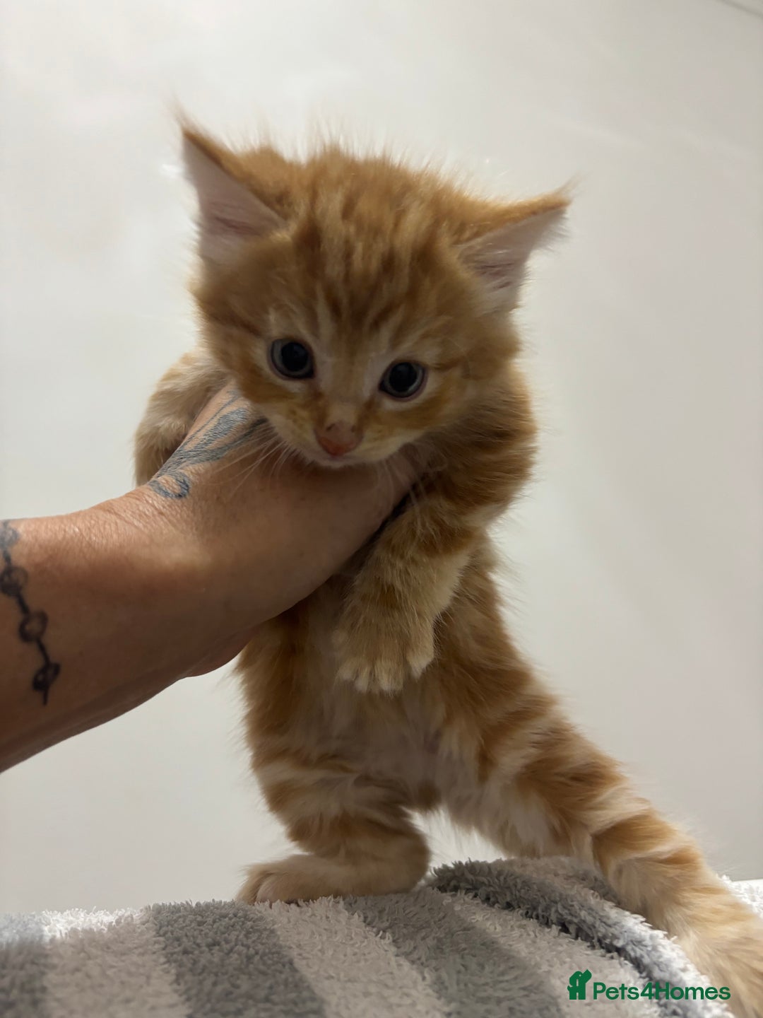 Maine Coon cats for sale: Unique 1/2 Maine Coone Kittens x 4  - Image 5