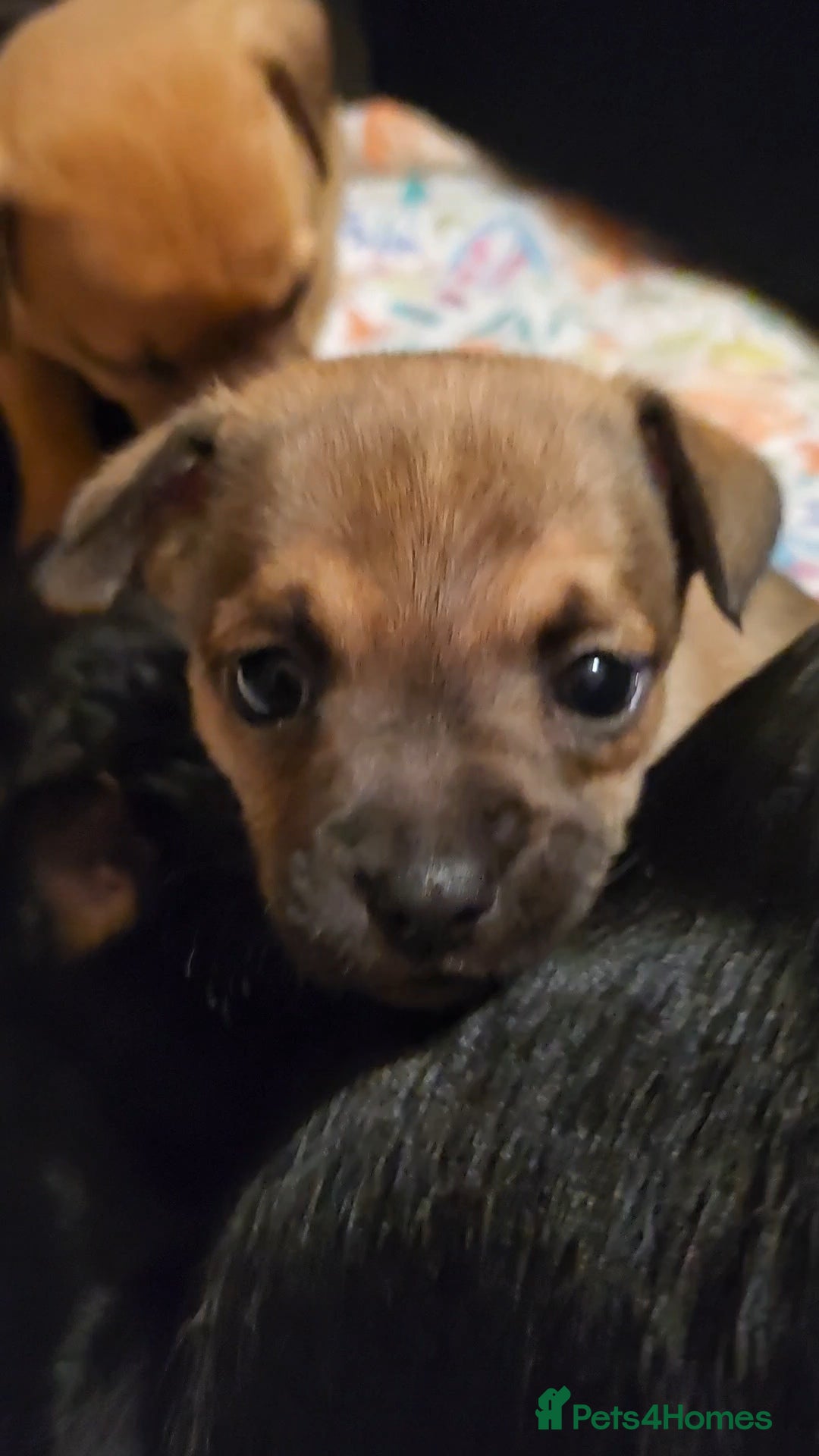 Mixed Breed dogs for sale: Beautiful jackchi puppies  - Advert 1