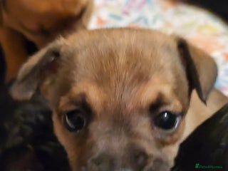 Mixed Breed dogs - Advert 29