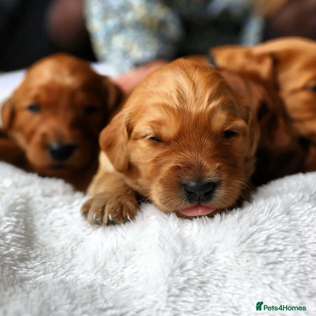 Australian Labradoodle dogs for sale: WAITING LIST Australian Labradoodles - RED & TUX  - Advert 3