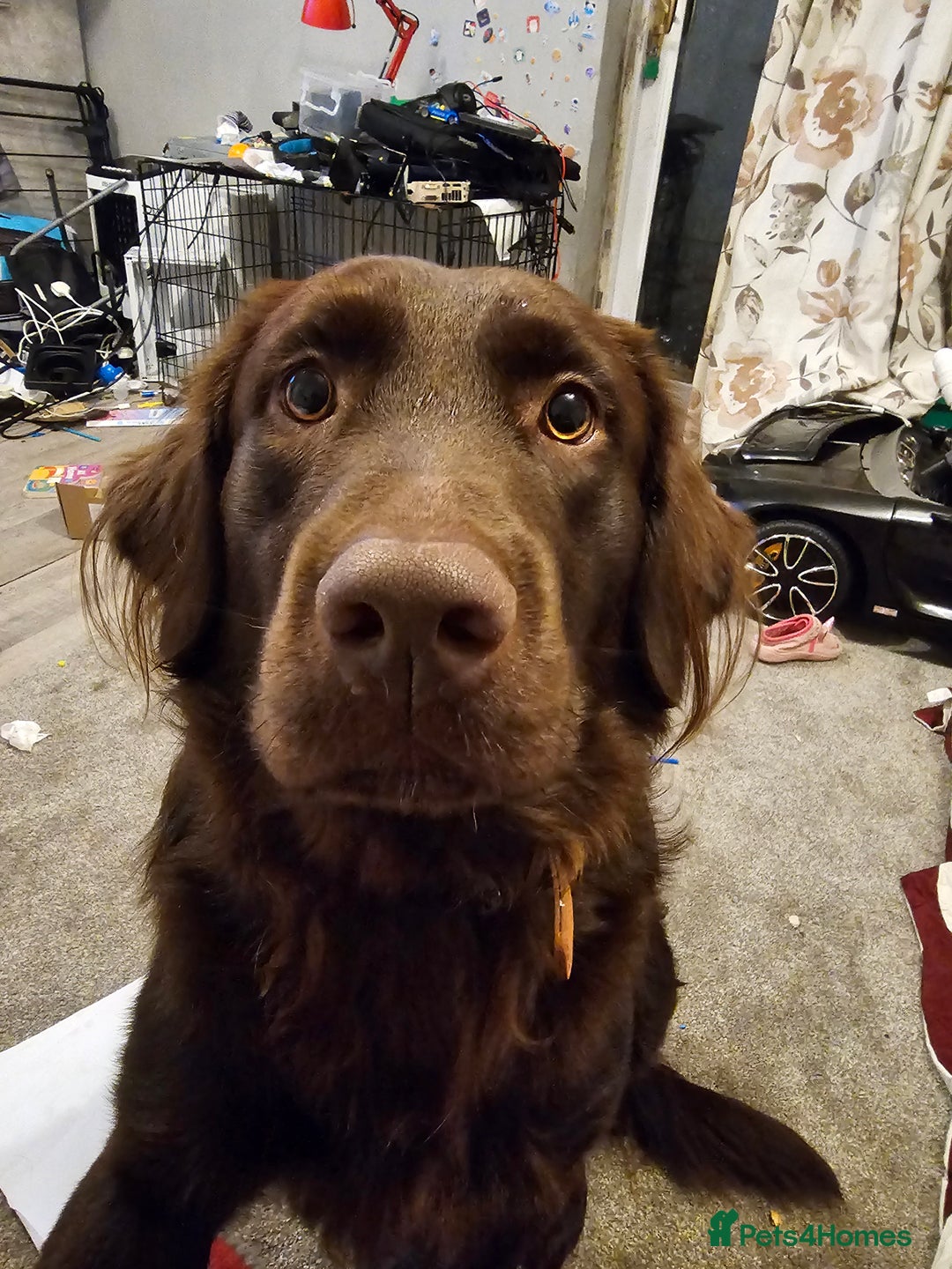 Labrador Retriever dogs for sale: Rehome 20 months old Labrador Retriever  - Image 2