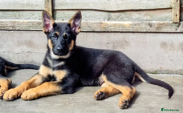German Shepherd dogs - Advert 15