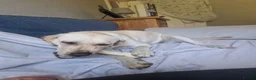 Labrador Retriever dogs for sale: Puppy Labrador  - Advert 6