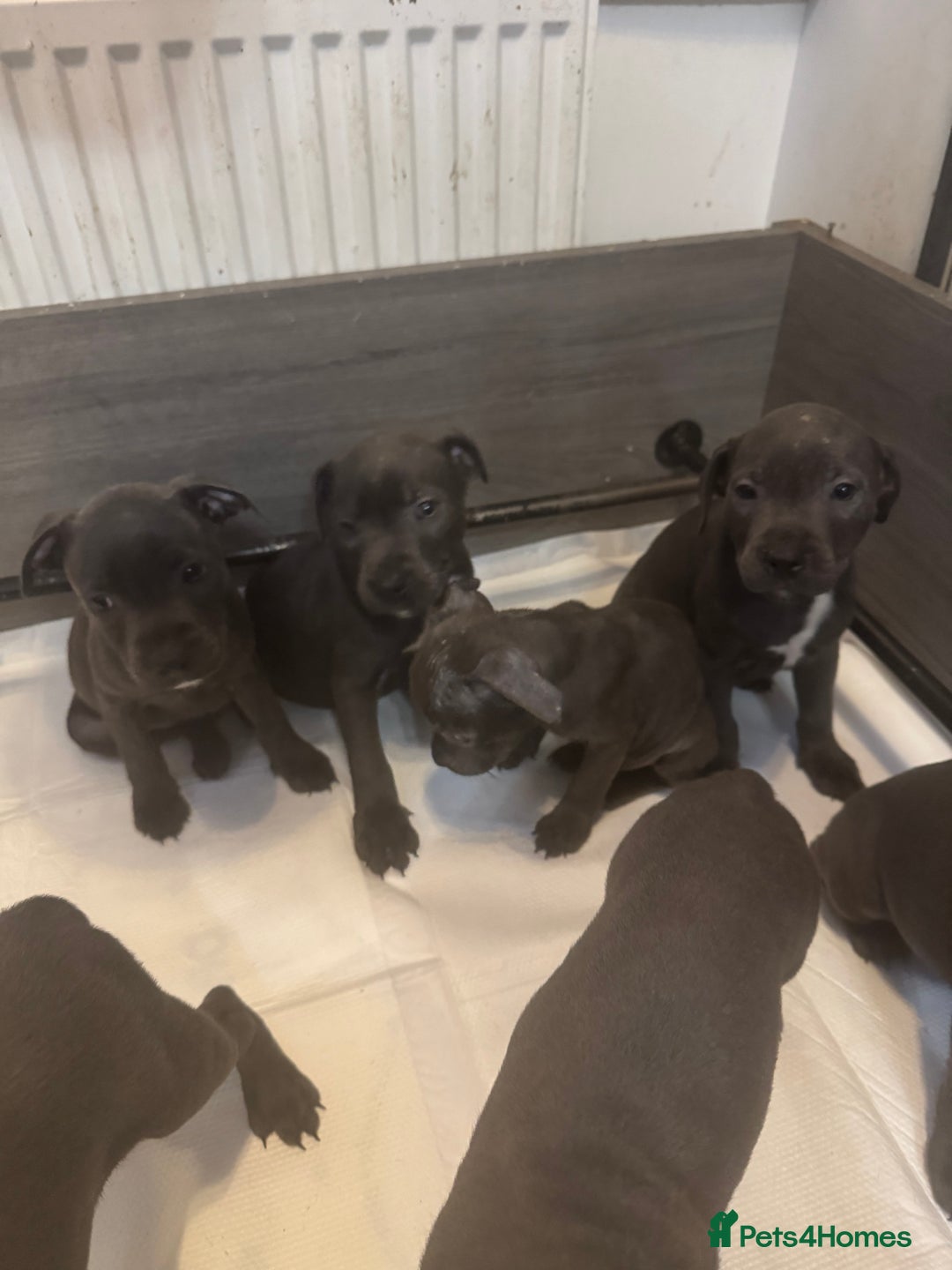 Staffordshire Bull Terrier dogs for sale: 5 boys and 2 girl KC reg staff puppy for sale  - Advert 3